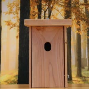 Gekraagde roodstaart