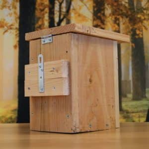 Alternative view of pimpelmees robuust