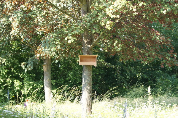 Torenvalk - Afbeelding 3