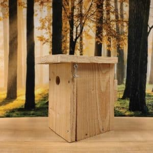 Alternative view of Huismus robuust